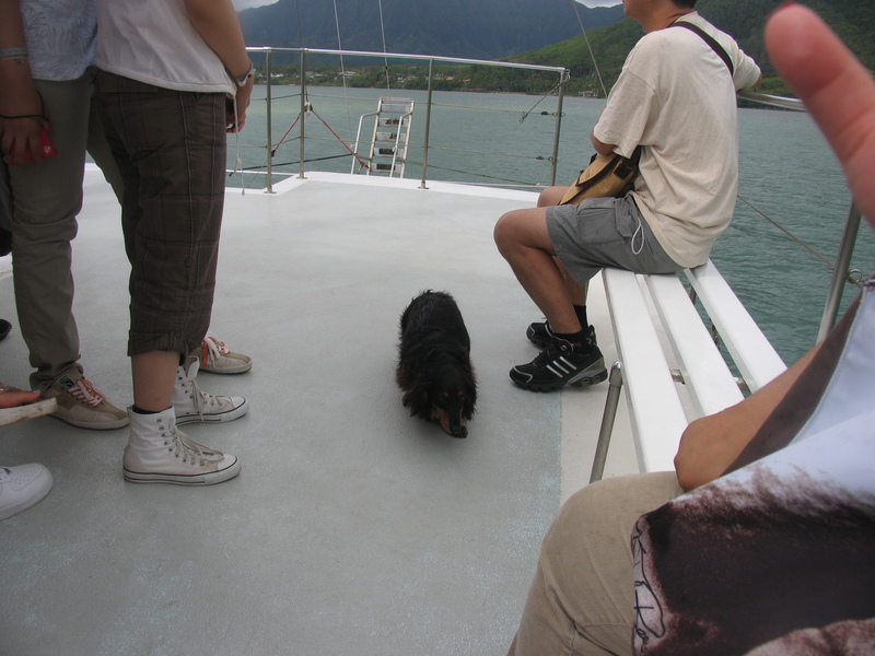 The local boat dog was totally unaffected by the waves.