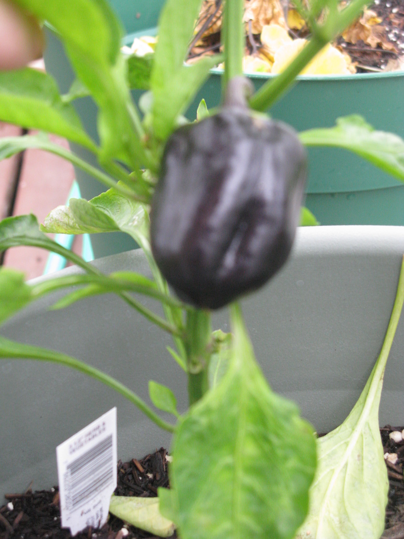 purple pepper