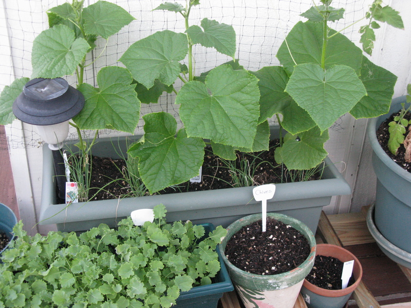 These are three cucumber plants, Kale, and chives seeds (2 types.)