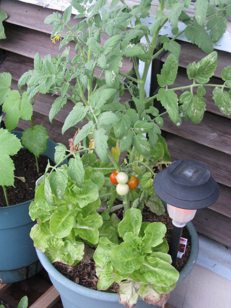 We have eaten some of the lettuce and about 3 cherry tomatoes. :-)