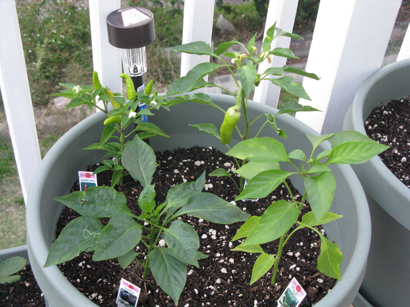 Four peppers: Sweet Banana, Super Chili, Purple, and Bell Boy. We'll see how crowded they get.