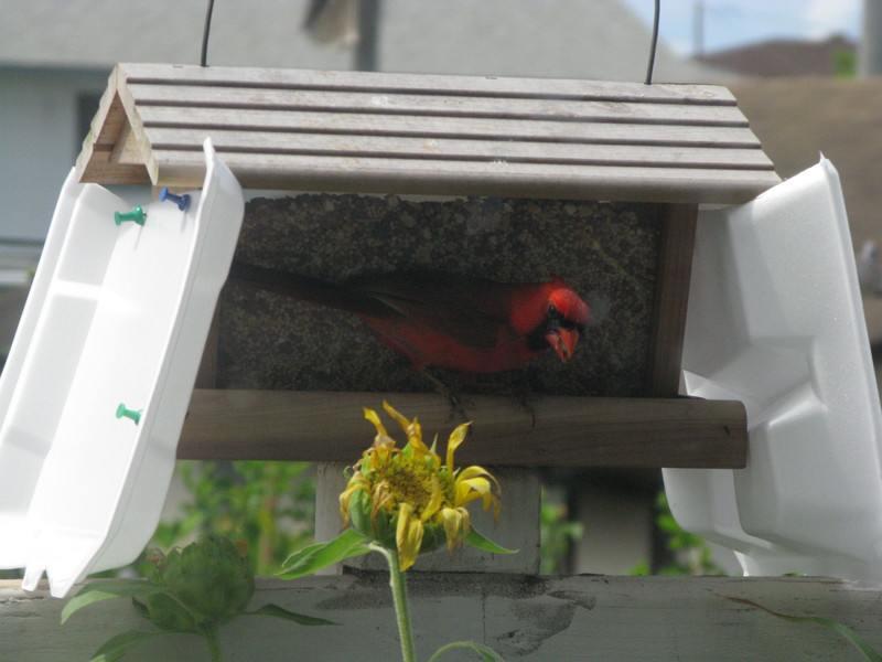 One of my favorite birds, the red cardinal. This one is a papa.
