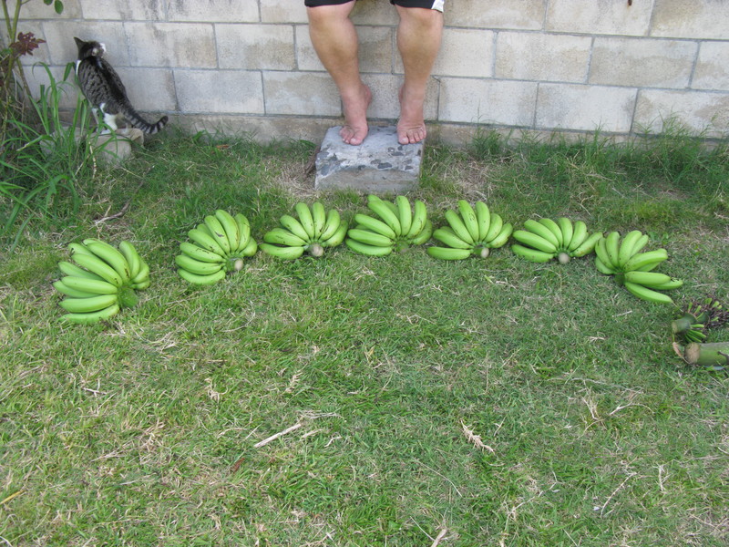 There were a total of 89 bananas in seven clumps. Five of them had 12 in the clump.