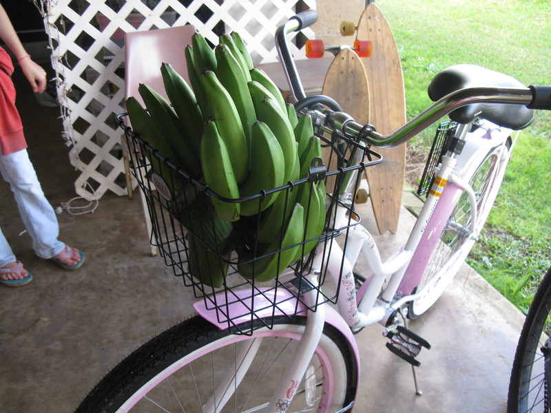 Great way to transport the bananas home.