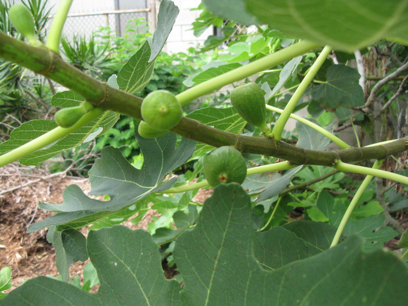 Here are figs forming on our tree/bush.