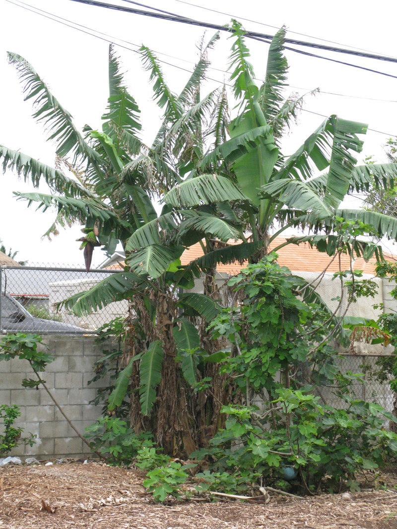 March 21: I walked into the backyard to check things out. Then I thought I'd go check the banana plants.