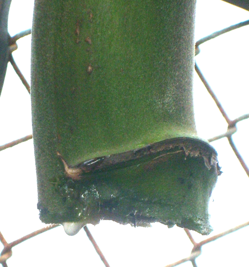 July 21: Back at the banana tree itself, see the sap dripping out the end.