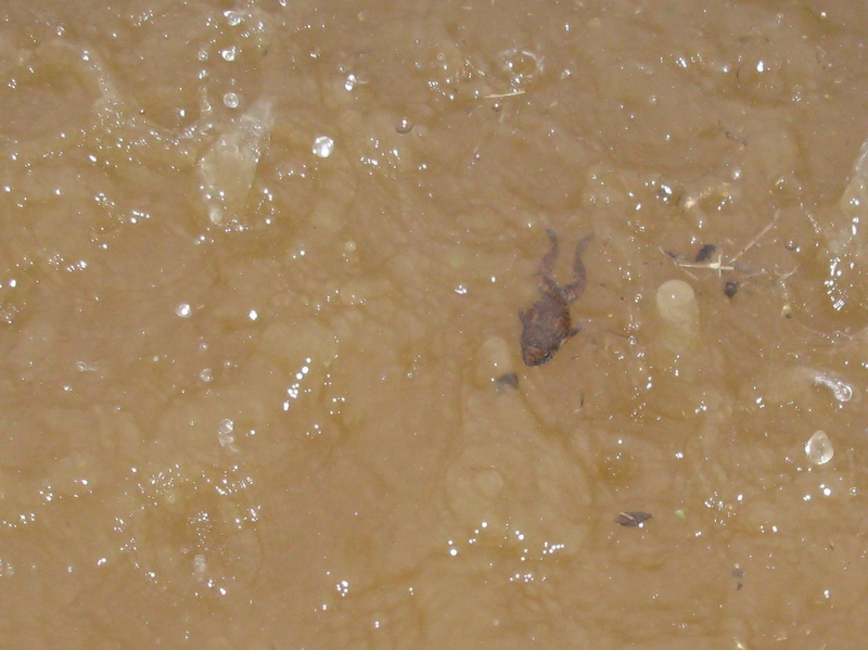little frog swimming