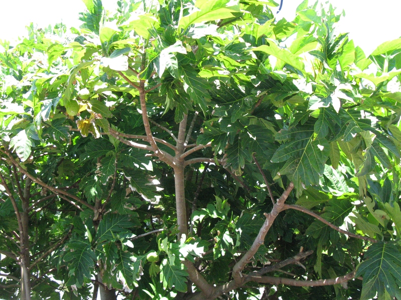 I decided to make a barbecued chicken with breadfruit. Here's the breadfruit tree. For the recipe I'll be using 2 large breadfruit, about 12 ounces of barbecue sauce with about 2 cups of water,  1 pound bacon, about a cup of cooked onions, 6 pounds of chicken tenderloins, and salt to taste.