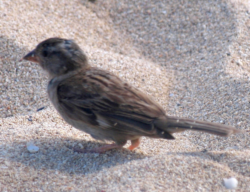 cute sparrow