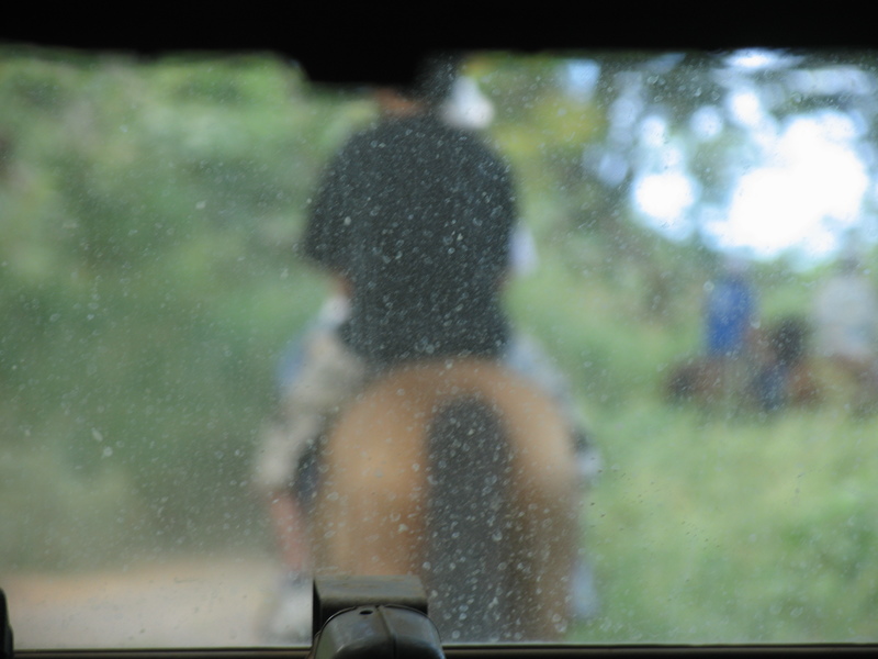Horse, dusty windshield