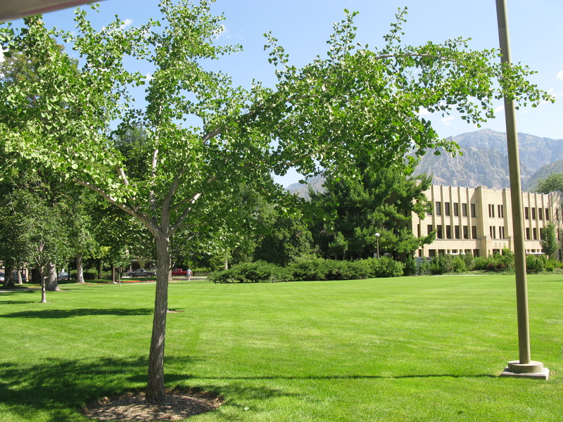 Ginko Tree by Maeser Building. Probably one that was there when I went to school.
