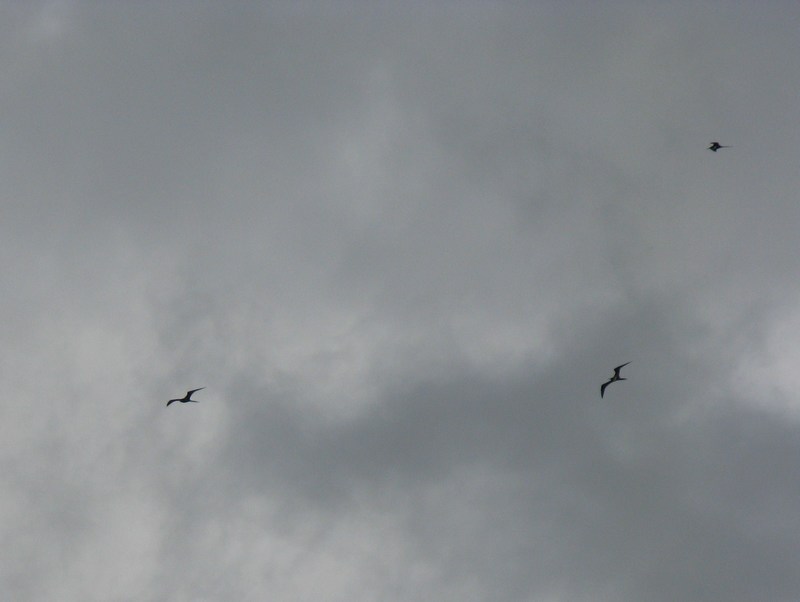 We were expecting a storm to hit. As it came closer and closer I noticed birds flying in front of the storm.