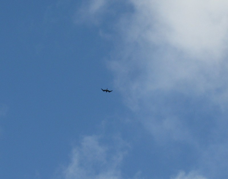 These birds are called 'Iwa in Hawaiian, and in Mainland US they're called frigates.