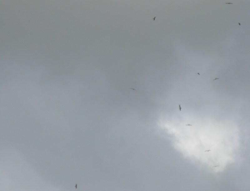 There were a whole ton of them to watch. I love watching birds and this is the closest to watching Eagles that I have in Hawaii. I miss hawks and eagles.