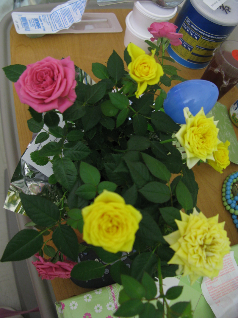 A friend gave mom some roses today. It was interesting that it had both pink and yellow flowers in the same pot.
