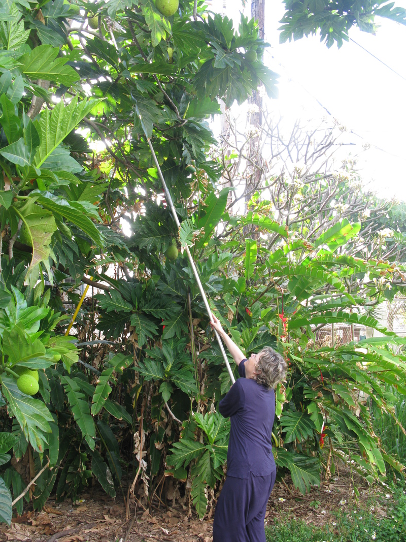 Harvesting breadfruit in Don and Lois's backyard.