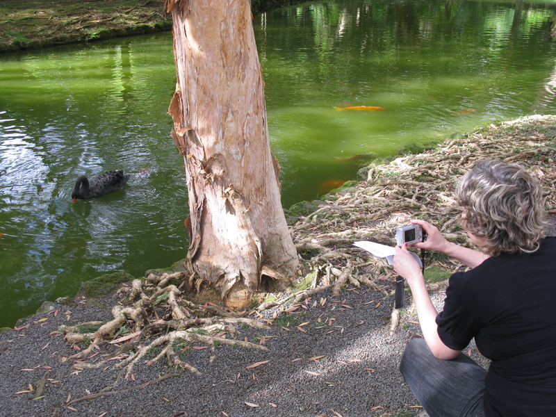 Taking pictures of the black swan.