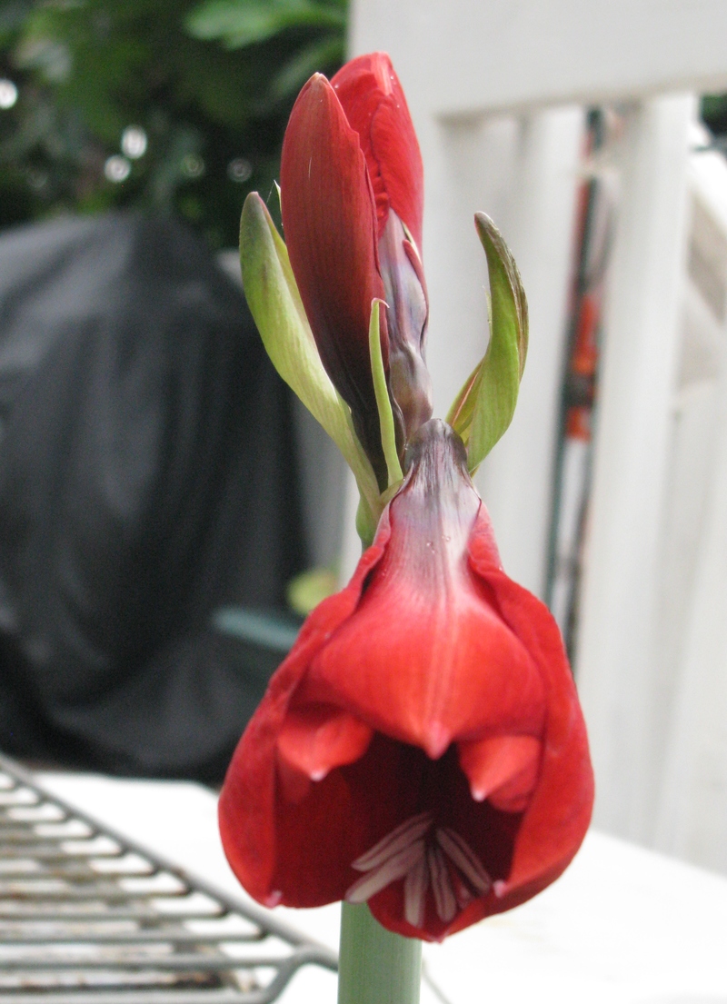 My amaryllis didn't quite bloom on New Year's Eve, but it's getting close. :-)