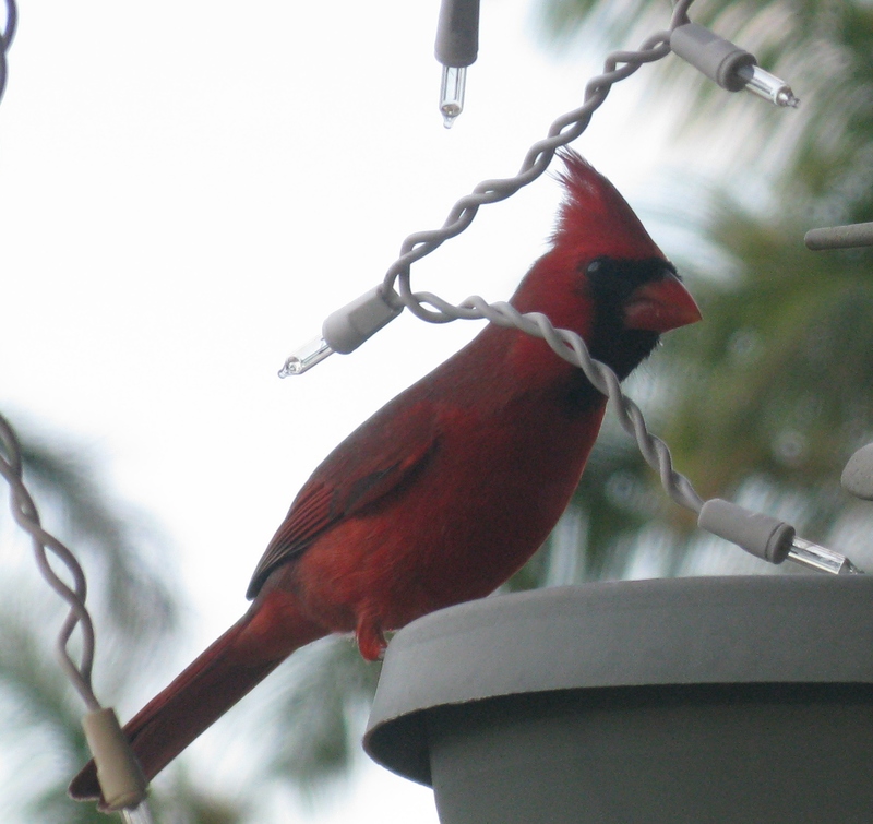 Red Cardinal at the feeder