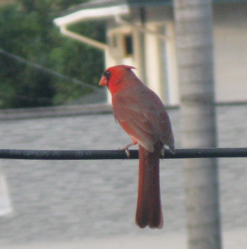 Same Red Cardinal on the wire.