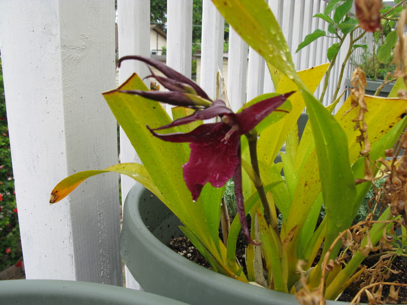 I've had this plant for years, but I've never seen it bloom. The leaves look pitiful. Is that the way to get it to bloom? :-)