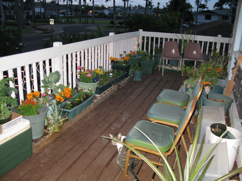 Deck out the kitchen window (north side)