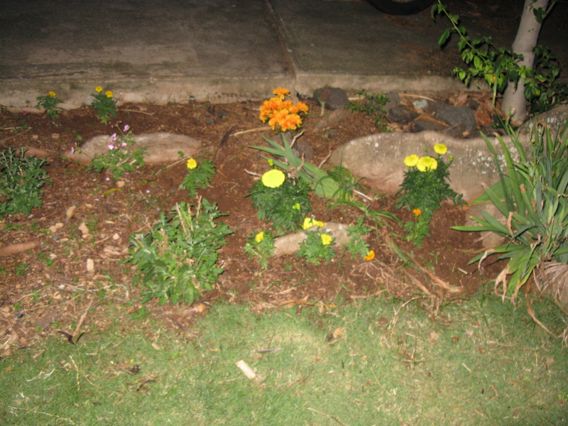 Planted a few new flowers. I had planted TONS of seeds, but I don't see them blooming yet.