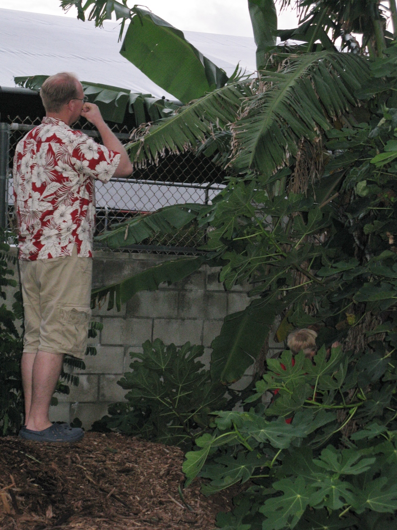 Analyzing the banana plant.
