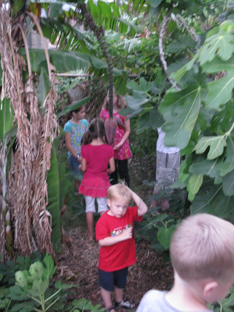 In the banana forest
