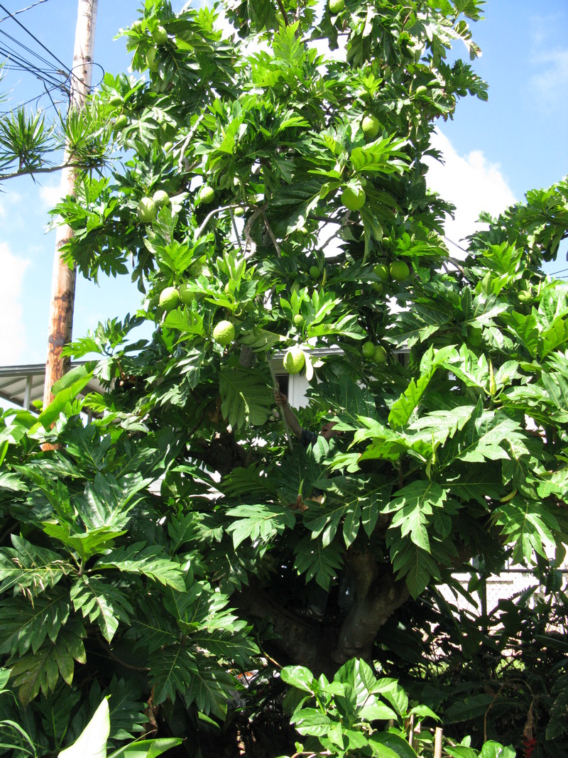 The day came to cut the first breadfruit of the season. June - February is the general season, but it varies from year to year and tree to tree. I have two trees, and they fruit at different times.