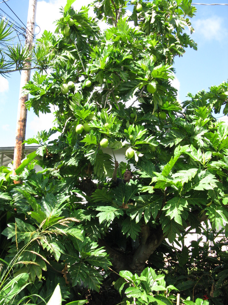 Our friend, Aaron Curtis, came to get some breadfruit. I "Let" him get some for himself and for me. :-) It was his first experience cutting breadfruit so we had to record it.
