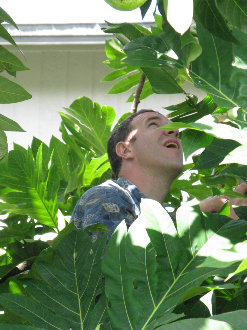 It is hard to see the breadfruit through the leaves.