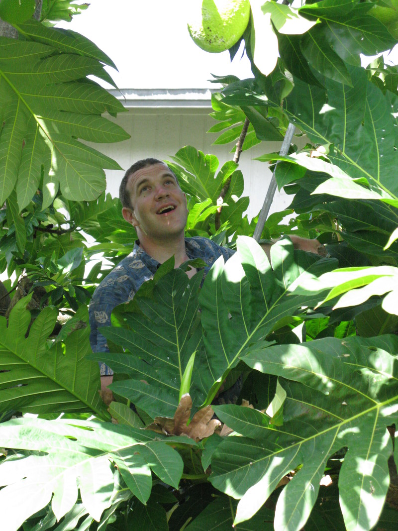 It is a joy when you get one down. Be sure to watch the movie at the top of the page. :-)
Here are some recipes that I've made with breadfruit. It is used like potatoes.
http://loiscolton.com/2003/hobbies/ulu.html