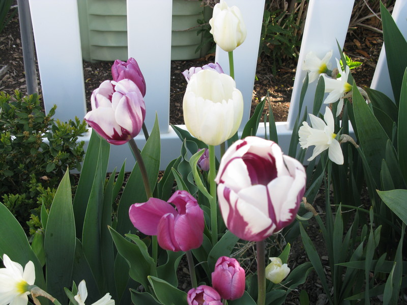Laura's tulips