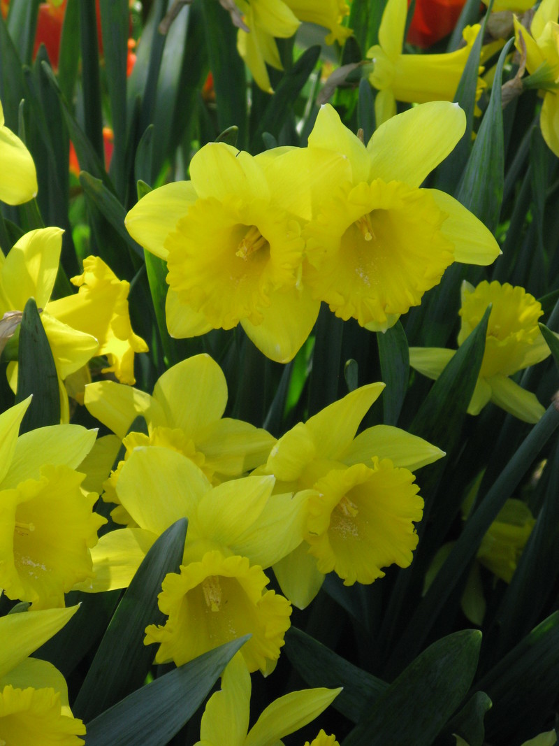 Laura's neighbor's daffodils.