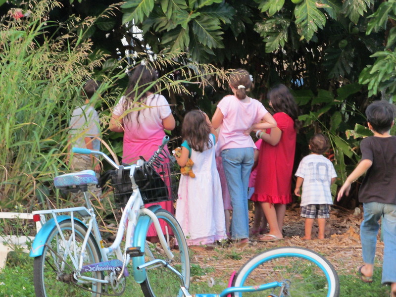Watching the chickens roost in the breadfruit tree. :-)
