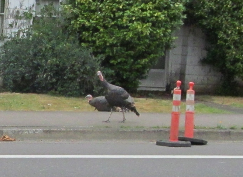Two turkey were out for a Sunday Stroll in Eugene as I was going to church. I thought it was so funny, I had to take some pictures. :-)