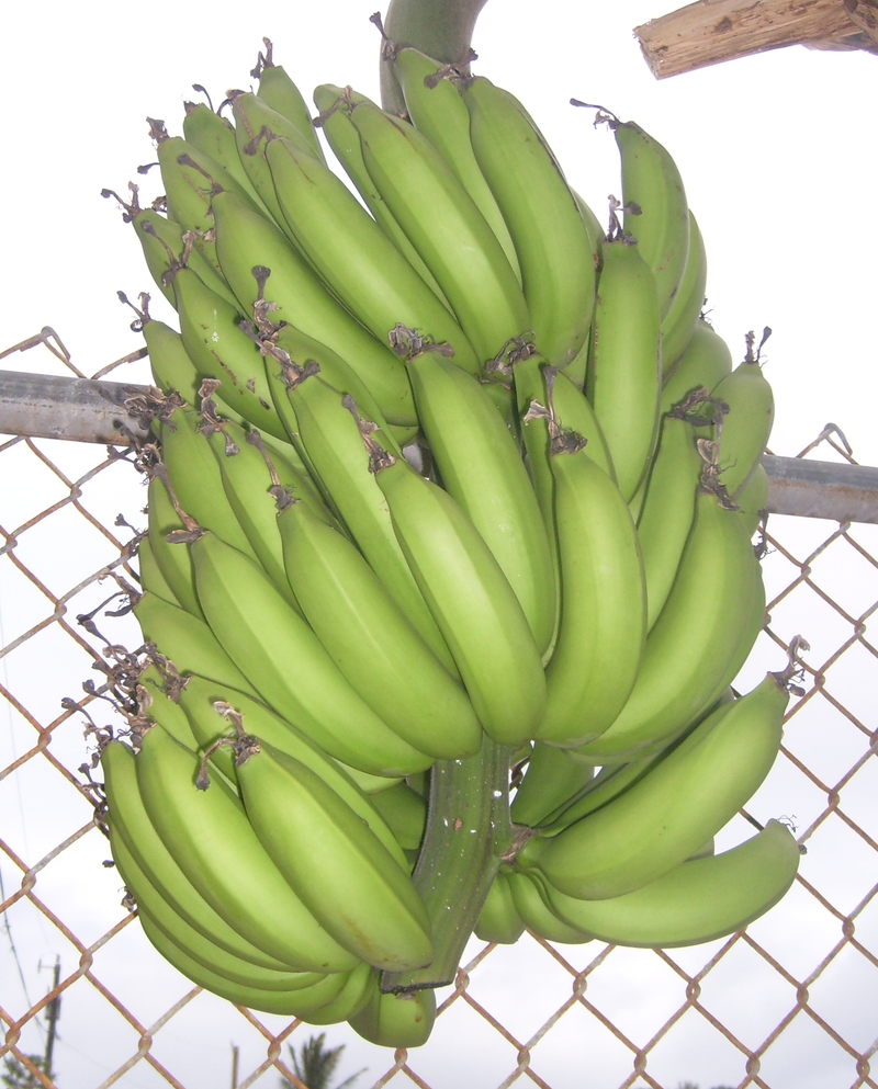 July 17: We decided to harvest the bottom "hand" of bananas. This is the bunch before we cut the bottom rank away. Clue: the bananas are starting to look well-rounded, not angular.