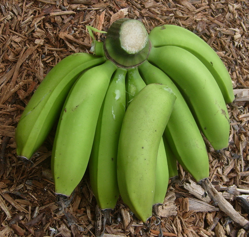 July 17: 12 bananas. This is the bottom rank. With nobody to catch them, they fell to the ground where one broke off and another split probably when it hit the retaining wall.