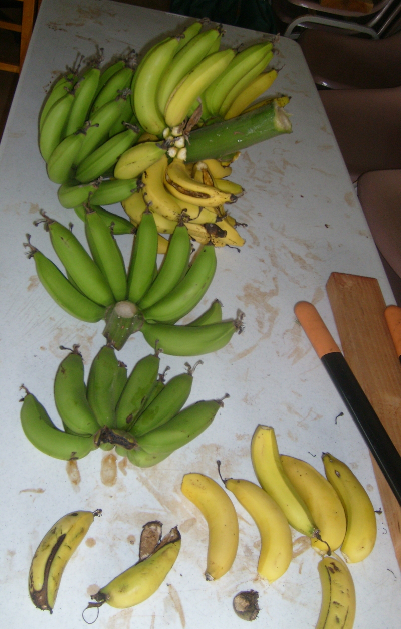 July 21: Bottom are bananas that fell from the plant. Next up are the ones from a week ago. Next up are the bottom row from today. And at the top we have all the rest from today.