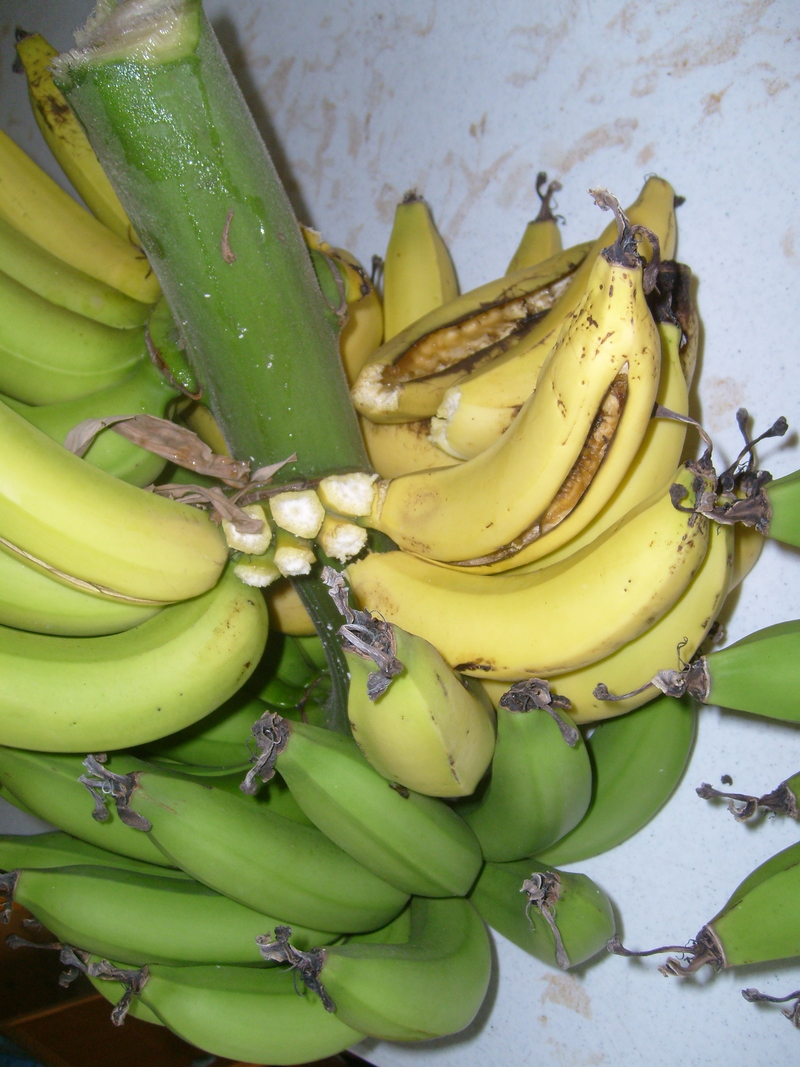 July 21: More detail on the rest from today. Notice that many bananas are split open from growing too large. We should have harvested them a week or more ago. Also note the stubs where the bananas fell off because they were too ripe.
