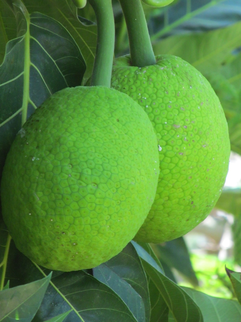 This is what breadfruit looks like.