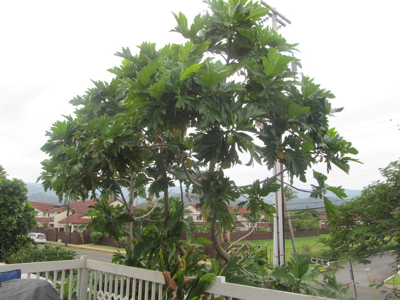 Here is the breadfruit tree from our porch after we butched it.