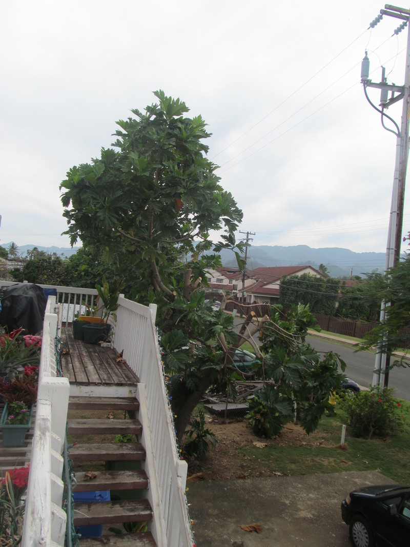 Here is the tree from the North, shooting South. You see that a large hunk was taken out on the street side. WHY??? you ask? It was too tall and we couldn't get it with our multiple extension poles.