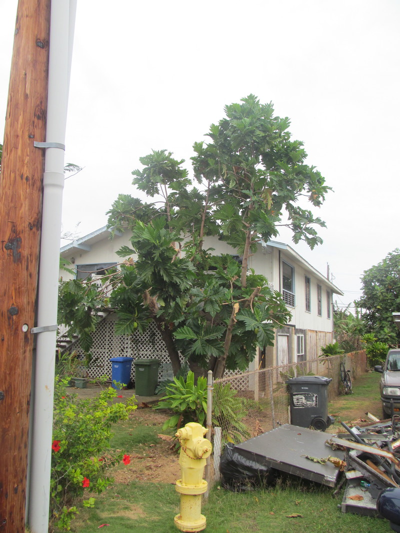 Here's what the tree looks like from the neighbor's yard to the south. So even though the tree is half gone, I don't think it looks as bad as it could. :-)