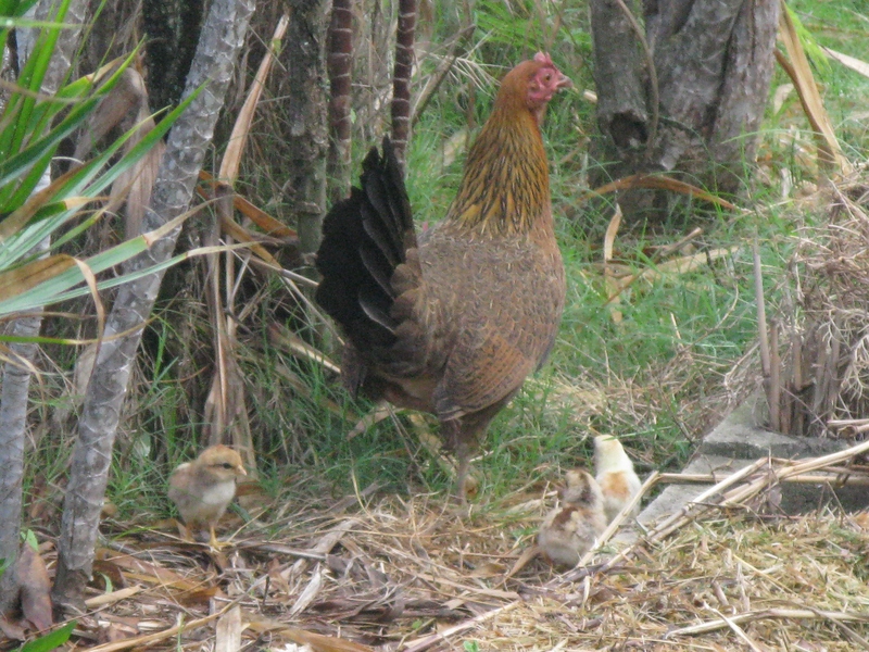 9:50am - I notice that Henrietta is out in the yard with chicks. I count three following....