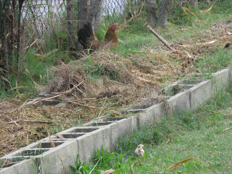 but wait.... there's one that isn't following very well. She abandoned it and went about 50 feet away.