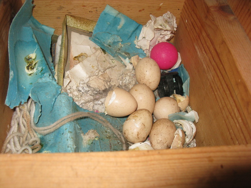That sure looks like a lot of eggs left in the drawer. I wonder how many of those will hatch in the next 24 hours. I guess we'll see.