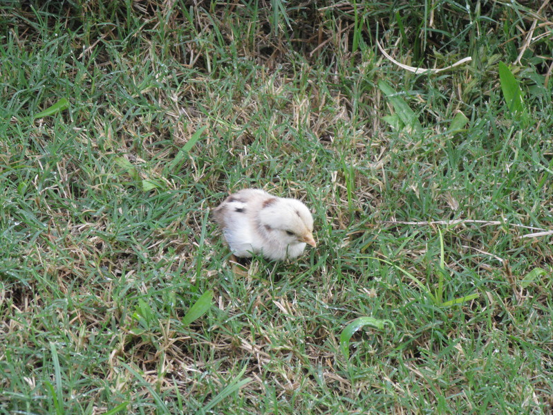 Since the chick was still sitting there and momma was long gone I took it upstairs, called a friend and talked about chick/hen behavior. I decided to put it back in the drawer, and hope that momma comes back to get it. We'll see.